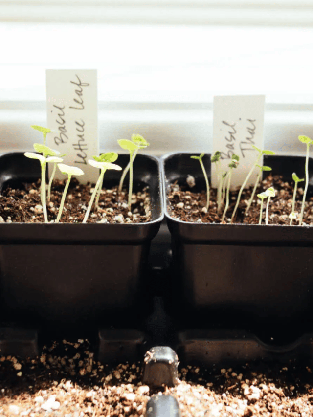 Beginners Guide To Starting Seeds Indoors Successfully Garden Betty