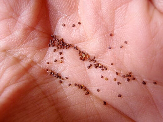 Wild zaatar oregano seeds