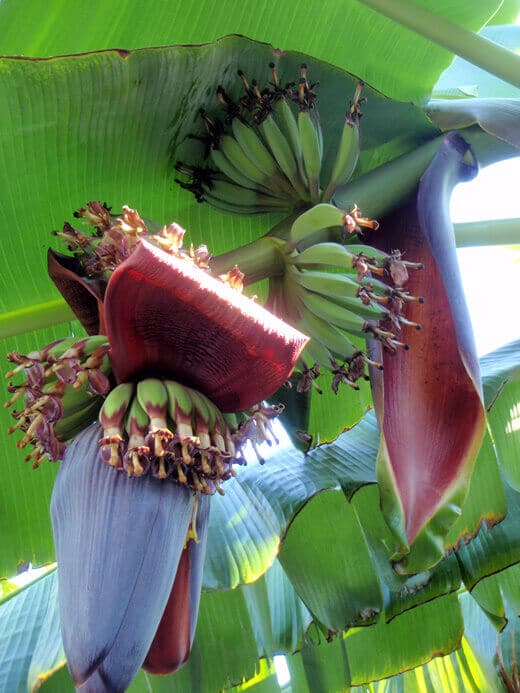 Bananas In Bloom