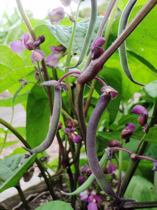 Pretty Purple Podded Bush Beans