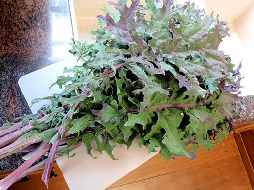 Russian Red kale