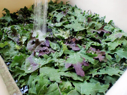 Wash and thoroughly dry kale