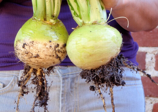 Golden Globe turnip roots
