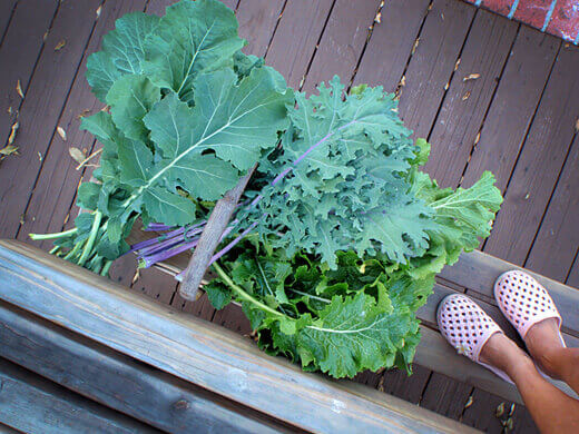 Kale, collard greens, and turnip greens