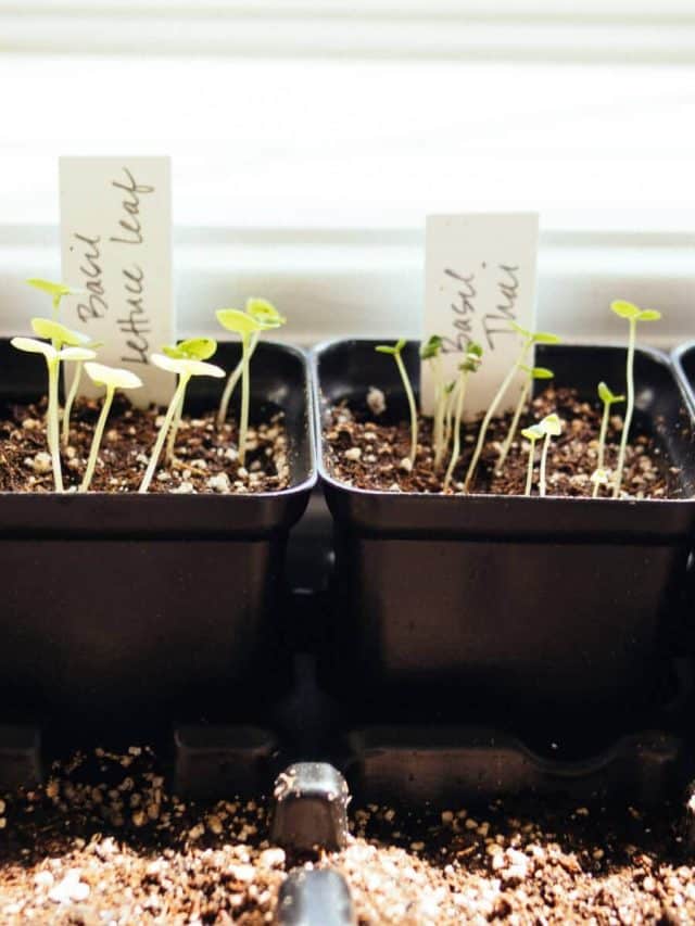 The no-brainer guide to starting seeds indoors