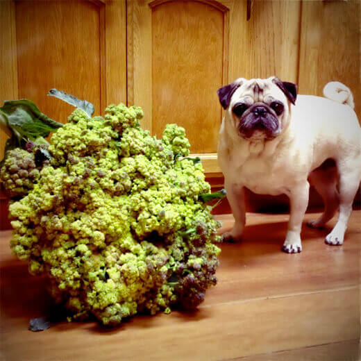 Romaneso Broccoli and pug