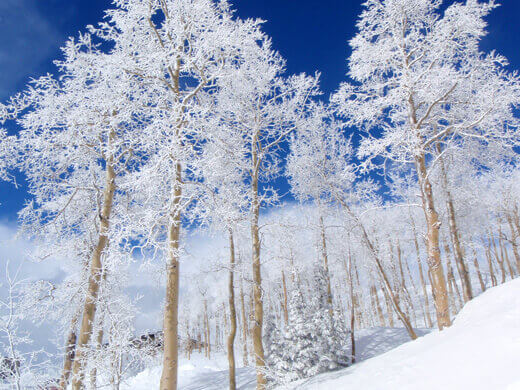 Snow-covered aspen trees