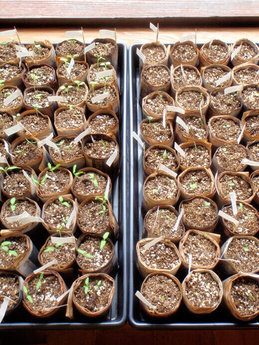Seedlings in recycled newspaper pots