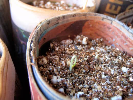 A tiny seedling sprouting