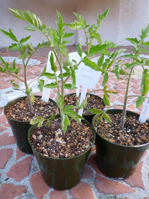 Tomato plants at 2 months old