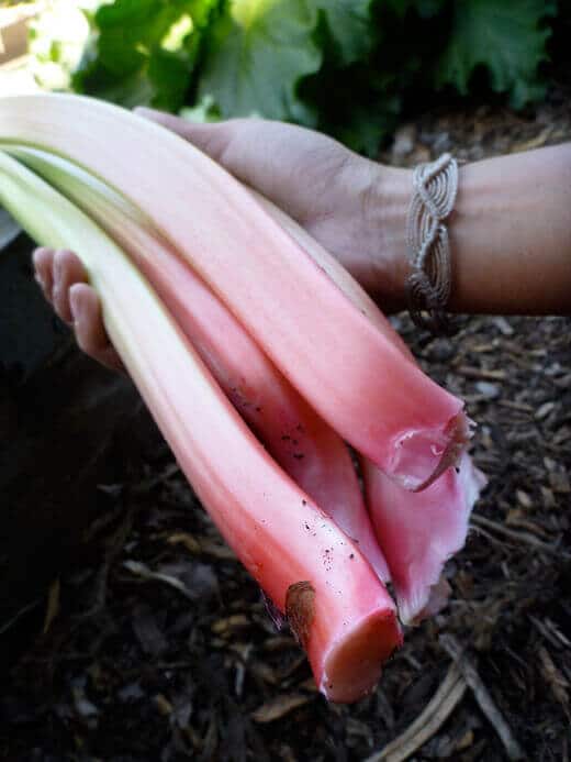 Garden-fresh rhubarb