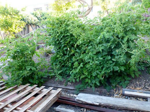 Rogue tomato plants growing in the garden