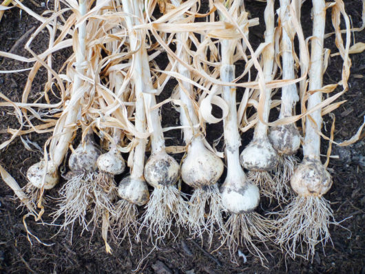 The Trick of Knowing When to Harvest Garlic