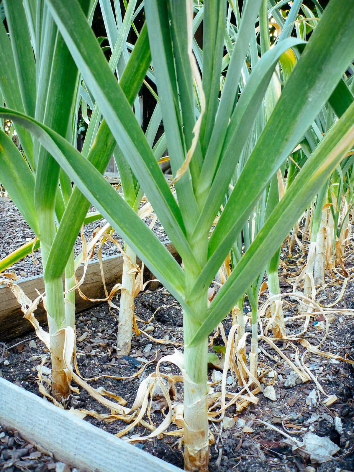 Garlic foliage
