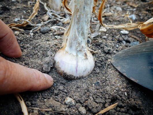 Check garlic bulb for good development