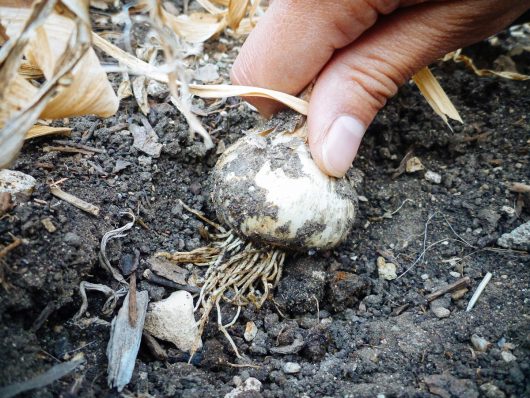 Pull up garlic from the base of its leaves