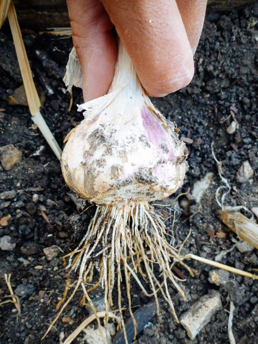 Freshly harvested garlic