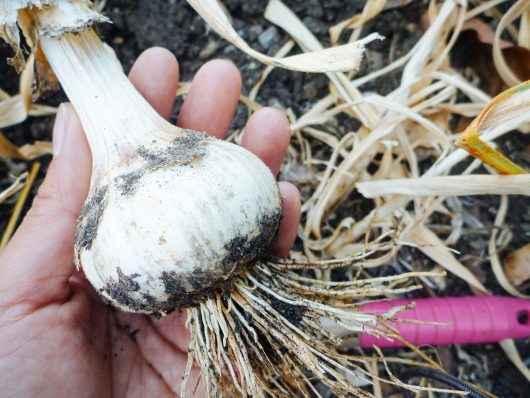 Freshly harvested garlic