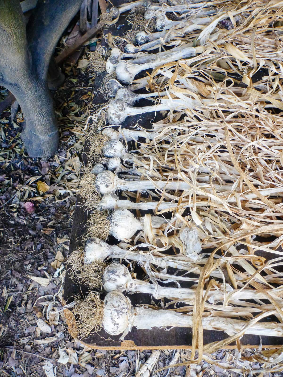 Garlic harvest being cured under a shady tree