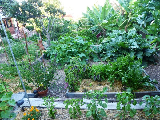 Main vegetable plot