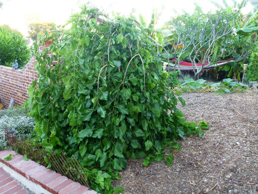 Weeping mulberry tree