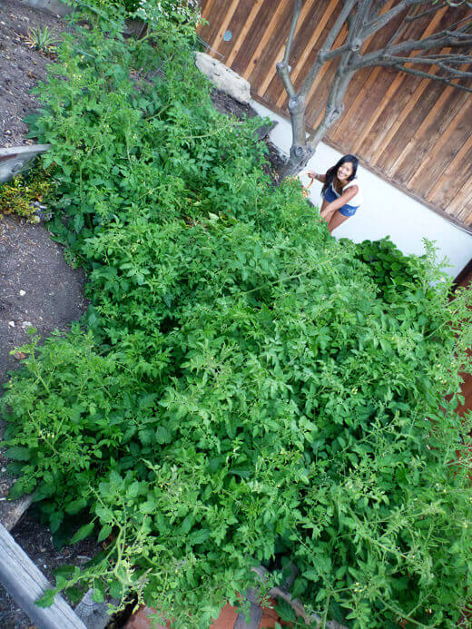 My rogue tomato plants