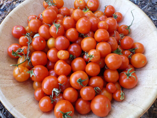 Sweet, juicy cherry tomatoes