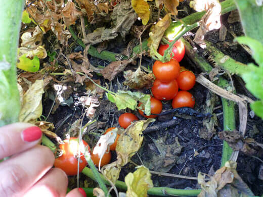 Ripe cherry tomatoes wallowing in the dirt