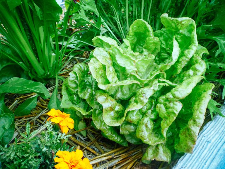 The Best Heat-Tolerant Lettuce to Grow All Summer Long