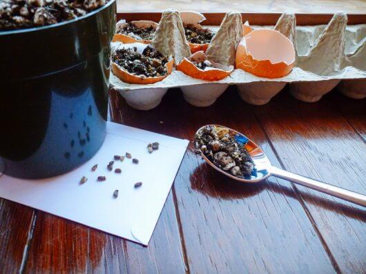 Fill each eggshell "pot" with pre-moistened seed-starting soil