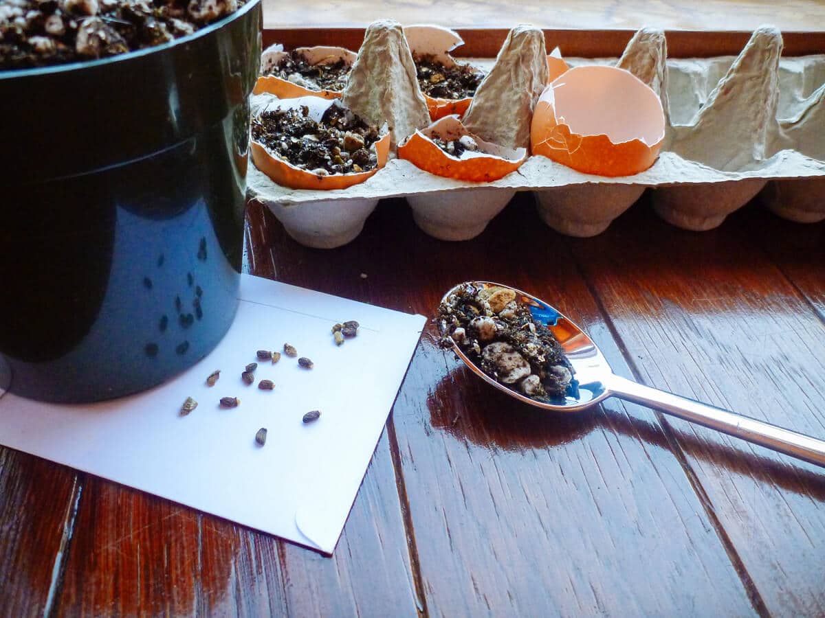 Fill each eggshell "pot" with seed starting mix and place a couple of seeds in each eggshell
