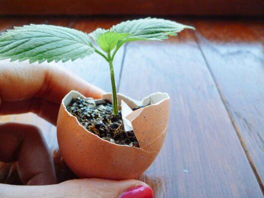 Seedling started in an eggshell