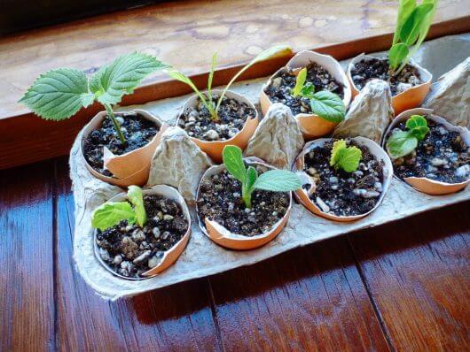 Seedlings started in eggshells