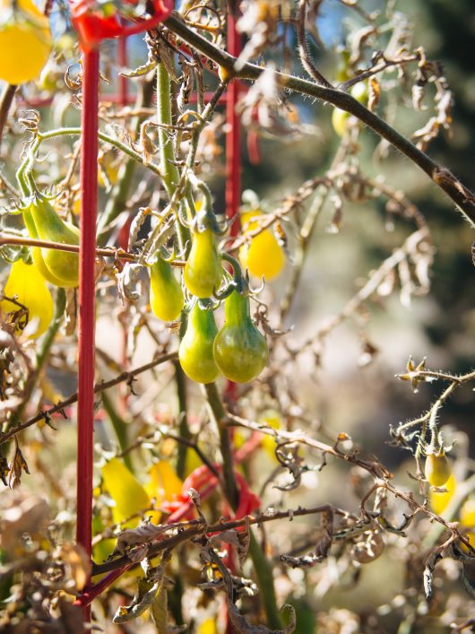 End-of-season unripe tomatoes