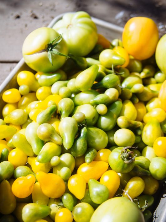 Backyard harvest of unripe tomatoes