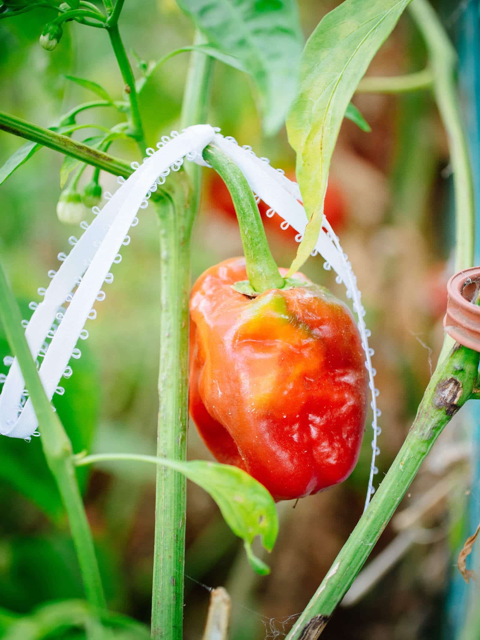 Marking the perfect pepper for seed saving