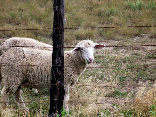 Sheep in Pagosa Springs