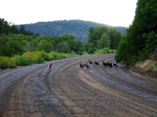 Wild turkeys in Pagosa Springs