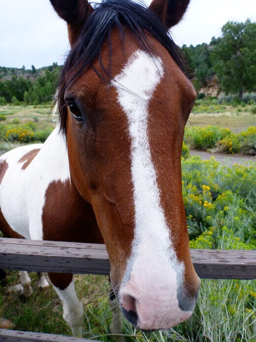 Sweet horse in Pagosa Springs