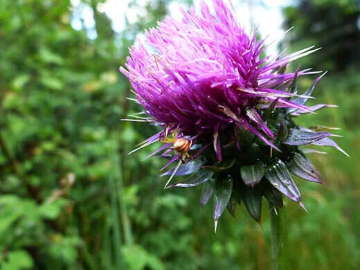 Wild thistle and spider