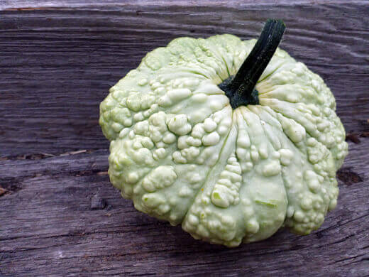 Warts and Wattles: Patisson Strie Squash