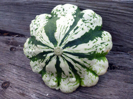 Striped and warted pattypan squash