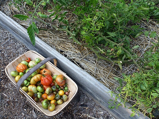 The last tomatoes and tomato plants
