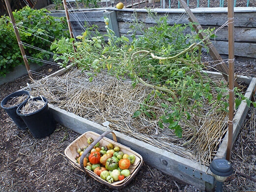 Harvesting a rainbow of late-season tomatoes in all stages of ripeness