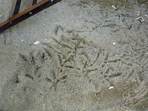 Chicken footprints