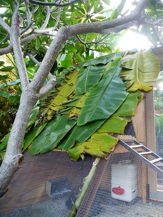 Banana fronds on the roof