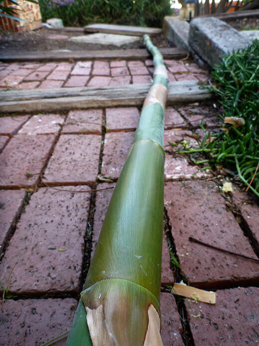 Bamboo from our garden