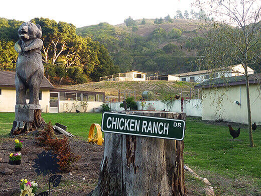 A truly free-range chicken farm