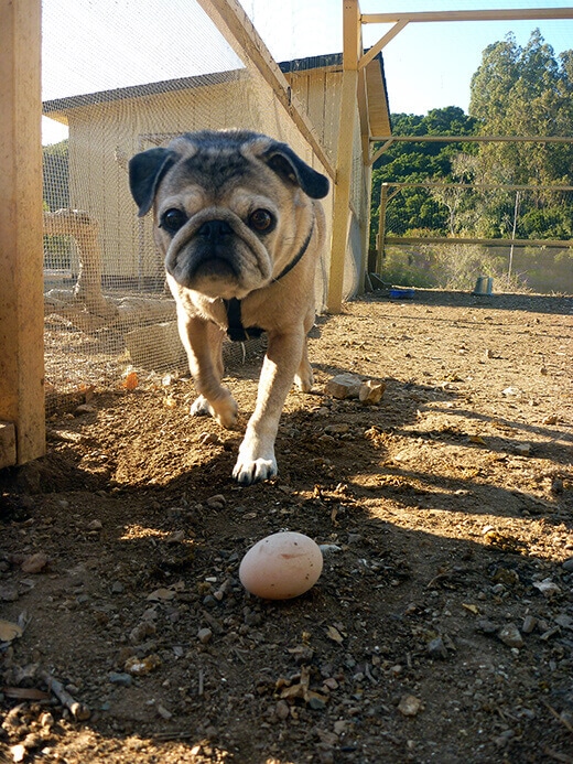 Our pug roaming the chicken farm