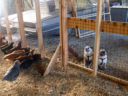 Pugs waiting outside the pullet pen